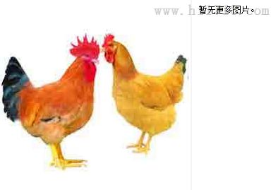 鸡新城疫抗体试剂盒