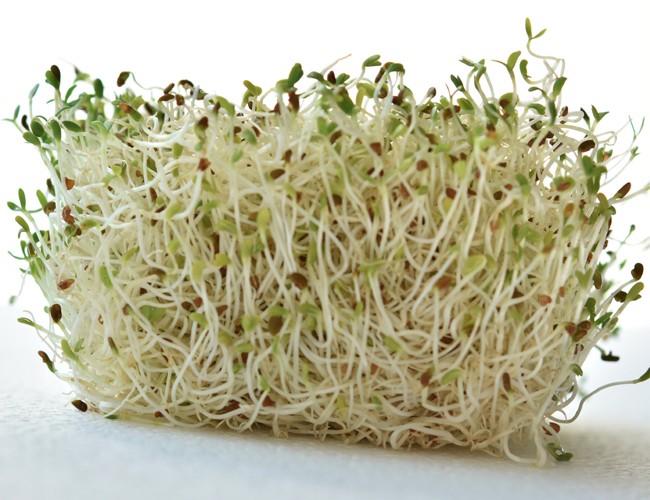bean-sprouts0.jpg