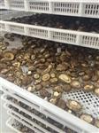 热门香菇烘干机厂家 批发热泵香菇烘炉